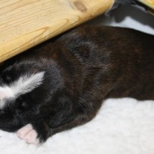 Bild: 15 Tage (halisha16t.jpg) 