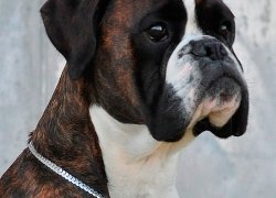 Bild:  / Ostiano3.jpg