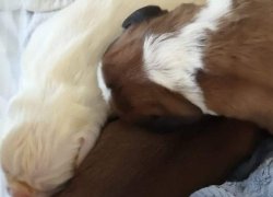 Bild:  / Jesper_Puppies.jpeg